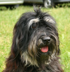 Pet Planning Can Facilitate Pet Ownership for Seniors