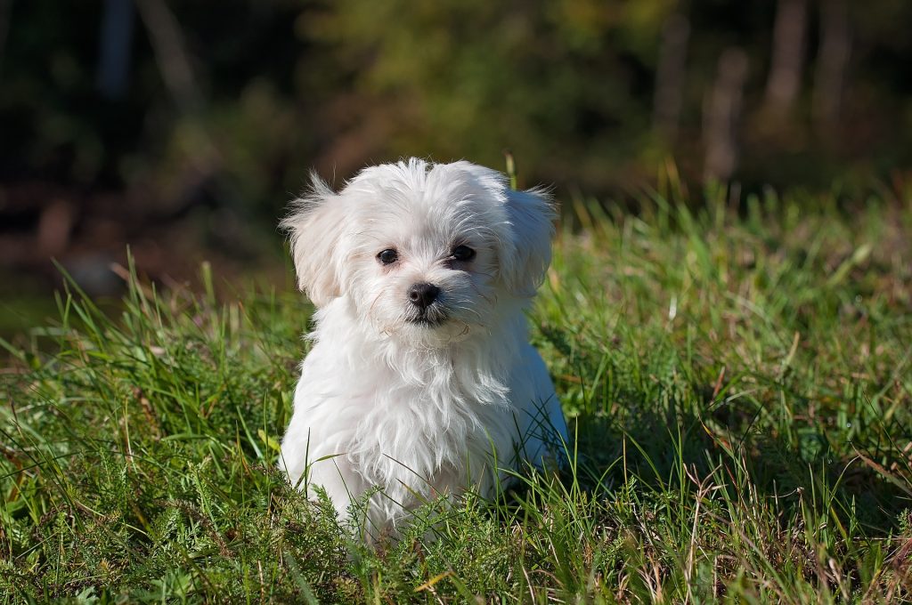 Canine Fitness Month