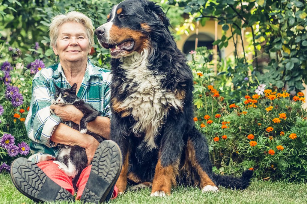 Pet planning New York
